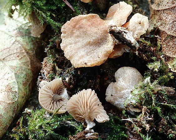 Stummelfussrötling-Entoloma byssisedum