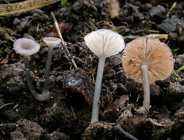Lilagrauer Nabelrötling-Entoloma incarnatofuscescens