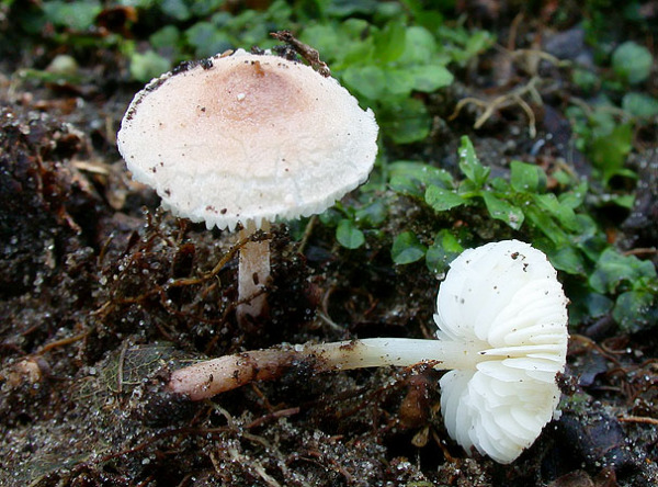 Rötlicher Mehlschirmling-Cystolepiota moelleri