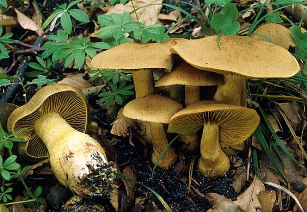 Olivbrauner Rauhkopf-Cortinarius cotoneus