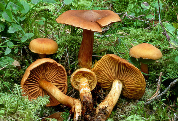 Spitzgebuckelter Rauhkopf-Cortinarius rubellus