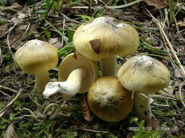 Grüngelber Ritterling-Tricholoma sejunctum