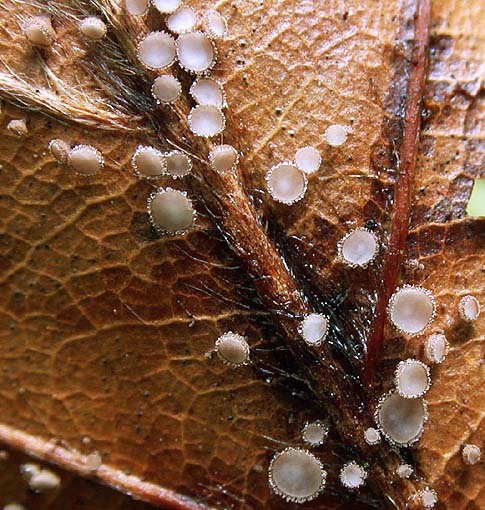: Haarbecherchen-Lachnum fuscescens var. fuscescens