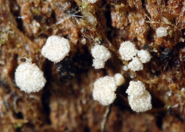 :-Ciliolarina pinicola