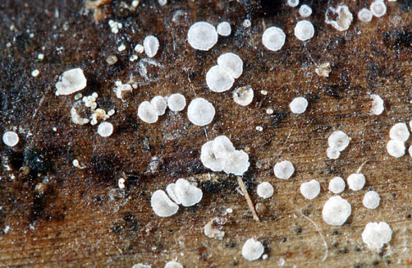 :-Cistella lagenipilus