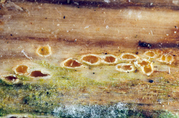 :-Cryptodiscus foveolaris