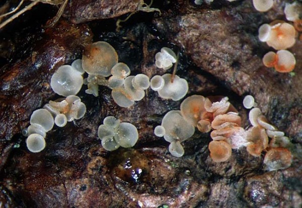 :-Cystopezizella conorum