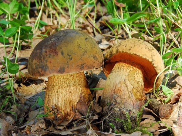 Netzstieliger Hexenröhrling-Boletus luridus