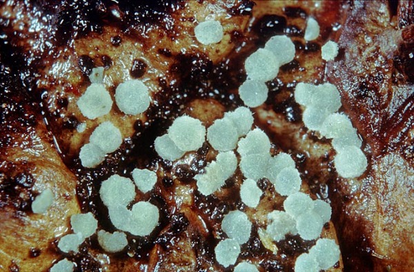 :-Gorgonicepes viridula