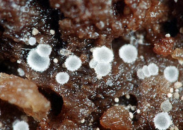 Kleines Laubholz-Haarbecherchen-Hyaloscypha albohyalina