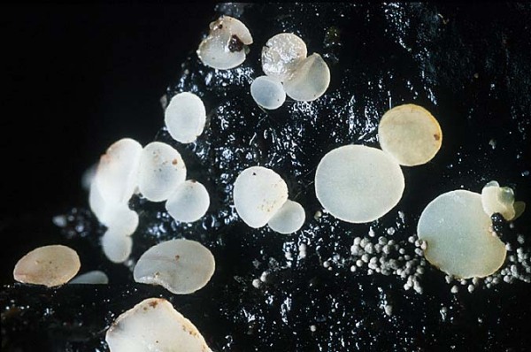 : Stengelbecherchen-Hymenoscyphus repandus