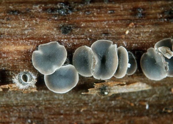 : Weichbecherchen-Mollisia artemisiae