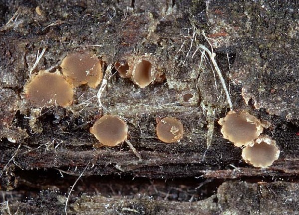 :-Orbilia carpodboloides