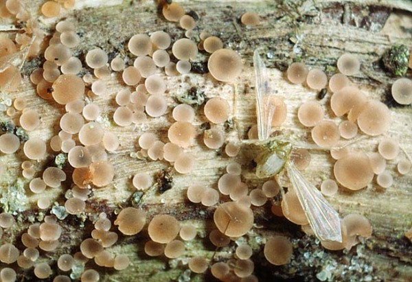 Sarazins Knopfbecherchen-Orbilia sarraziniana