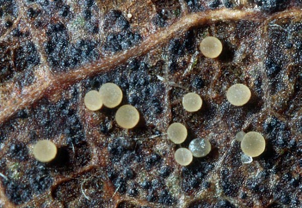 :-Pezizella rubescens