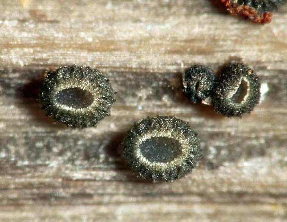:-Pirottaea nigrostriata
