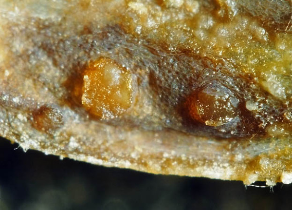 Kleeblatt-Scheinbecherchen-Pseudopeziza trifolii