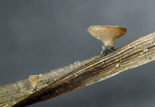 : Stromabecherling-Rutstroemia calopus