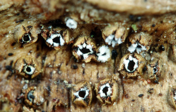 Strahligaufreissendes Lochbecherchen-Stictis radiata