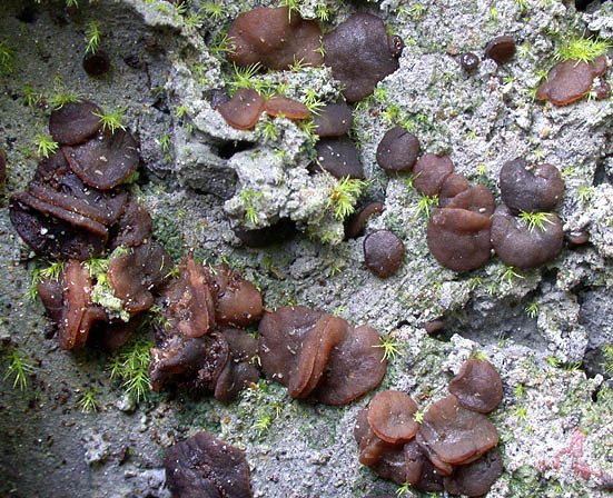 :-Marcelleina pseudoanthracina