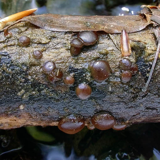 Rosabrauner Dickbecherling-Pachyella babingtonii