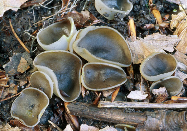 Schiefergrauer Becherling-Peziza succosella