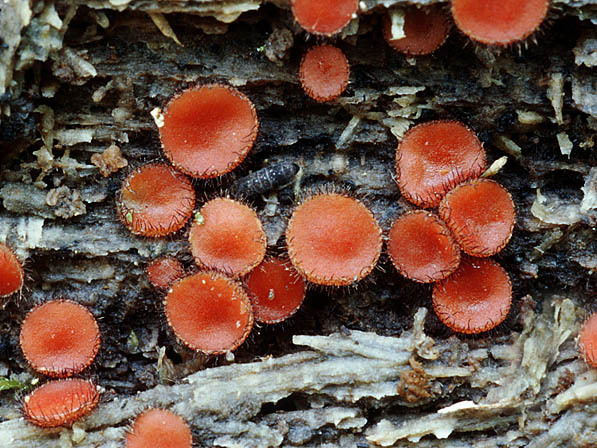 Gemeiner Schildborstling-Scutellinia scutellata