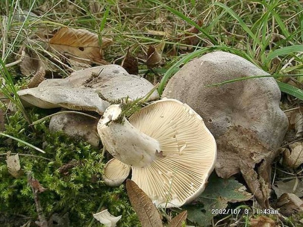Scharfer Haselmilchling-Lactarius pyrogalus