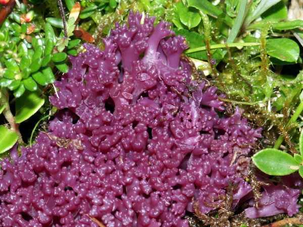 Amethystfarbene Koralle-Clavaria zollingeri