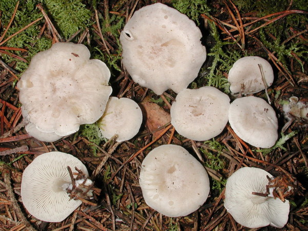 Wachsstieliger Trichterling-Clitocybe candicans