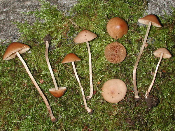 Gedrängtblättriges Samthäubchen-Conocybe pilosella