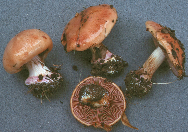 Violettgesäumter Klumpfuss-Cortinarius arcuatorum
