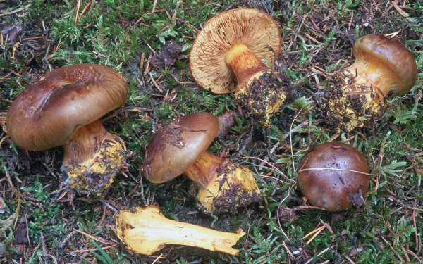 Schwarzgrüner Klumpfuss-Cortinarius atrovirens