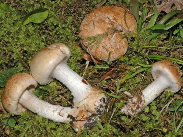 Filziger Schleimkopf-Cortinarius balteatoalbus