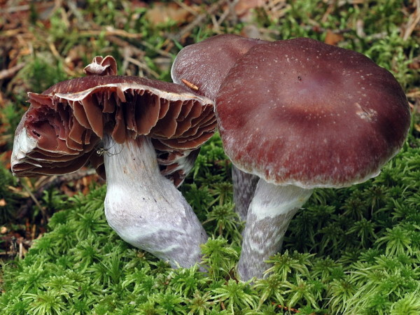Rettichgürtelfuss-Cortinarius evernius