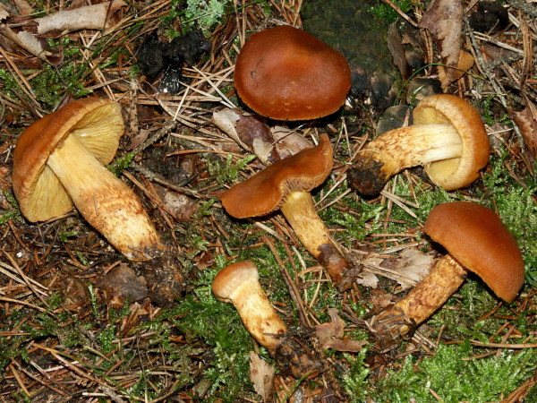 Löwengelber Rauhkopf-Cortinarius limonius