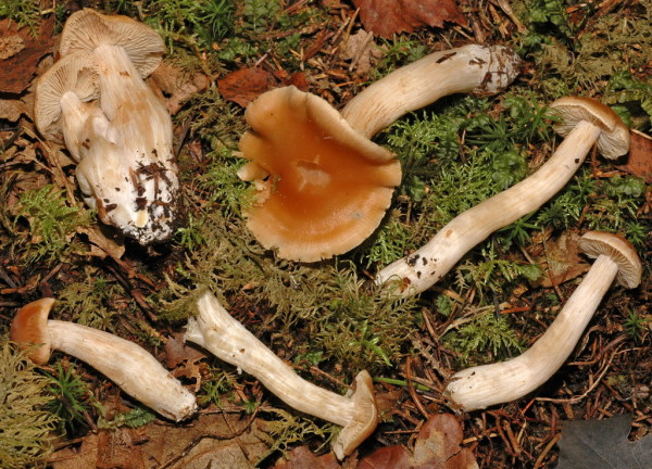 Kleinsporiger Schleimkopf-Cortinarius microspermus
