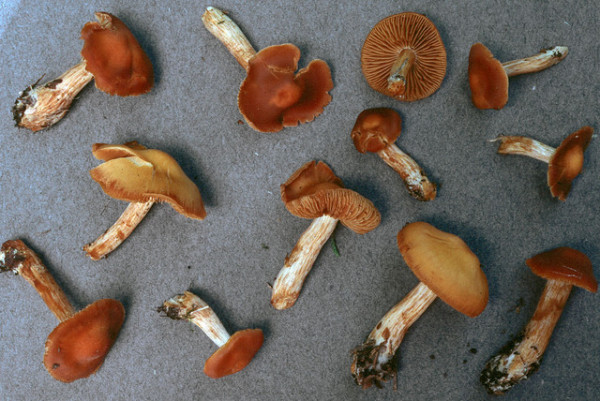 Quittenwasserkopf-Cortinarius renidens
