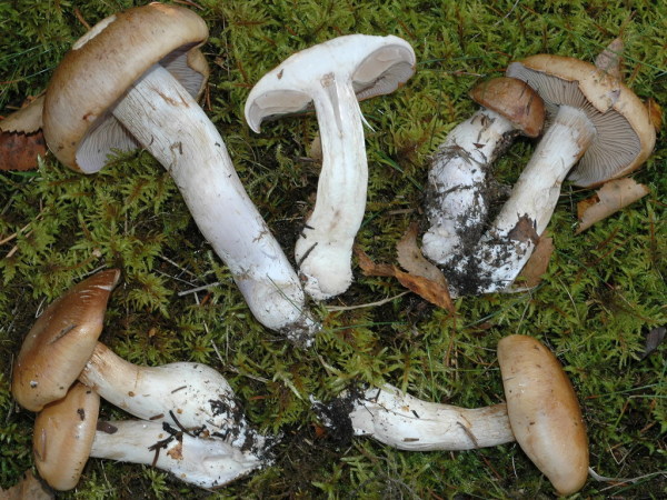 :-Cortinarius spadicellus