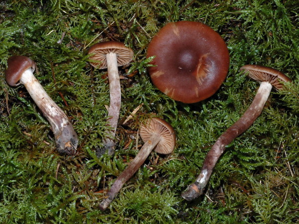 Olivbrauner Wasserkopf-Cortinarius uraceus