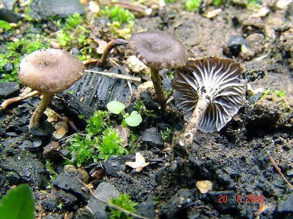 Gemeiner Kohlenleistling-Faerberia carbonaria