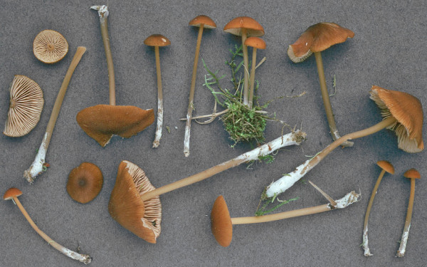 Gelbbrauner Rötling-Entoloma formosum