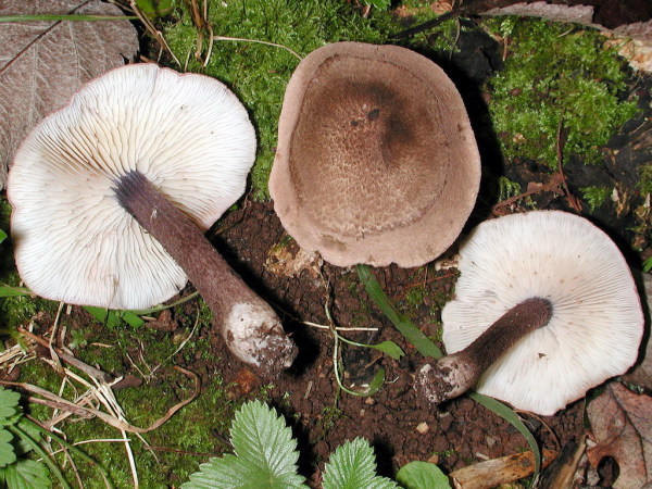 Violettstieliger Rötling-Entoloma tjallingiorum