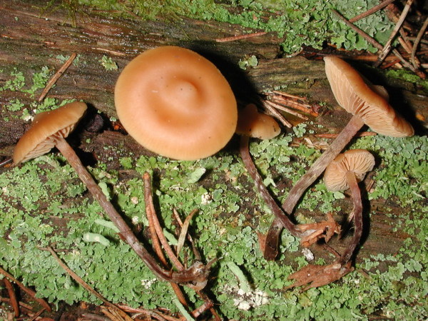 Kleinsporiger Häubling-Galerina camerina
