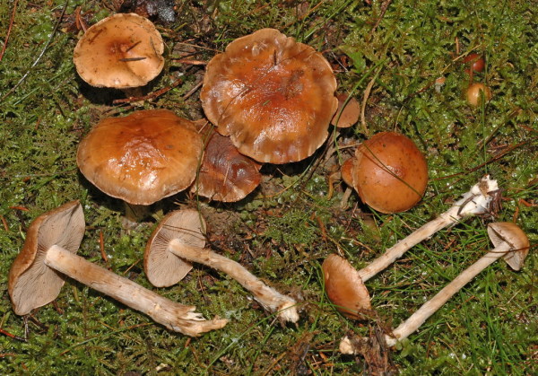 Heller Wurzelfälbling-Hebeloma birrus