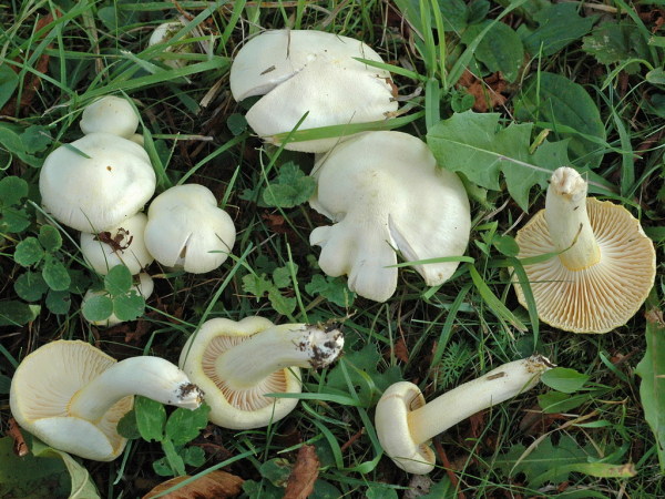 Goldzahnschneckling-Hygrophorus chrysodon