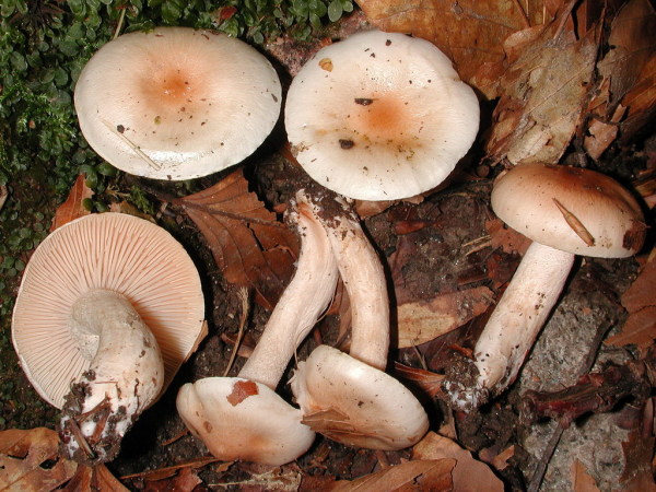Hellrandiger Schneckling-Hygrophorus lindtneri