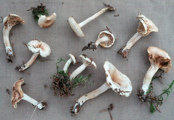 Fälblingsschneckling-Hygrophorus subvisciver
