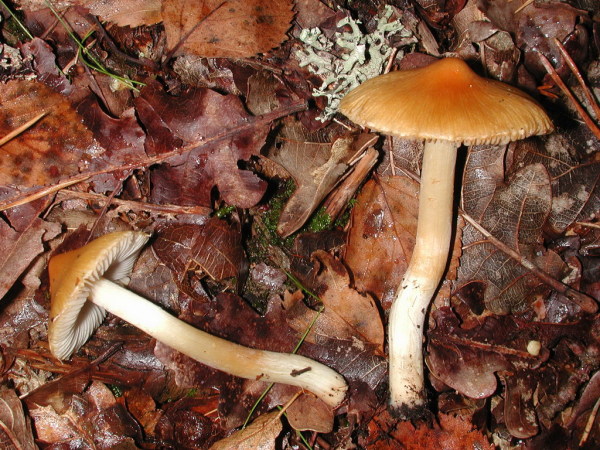 Goldrisspilz-Inocybe aurea