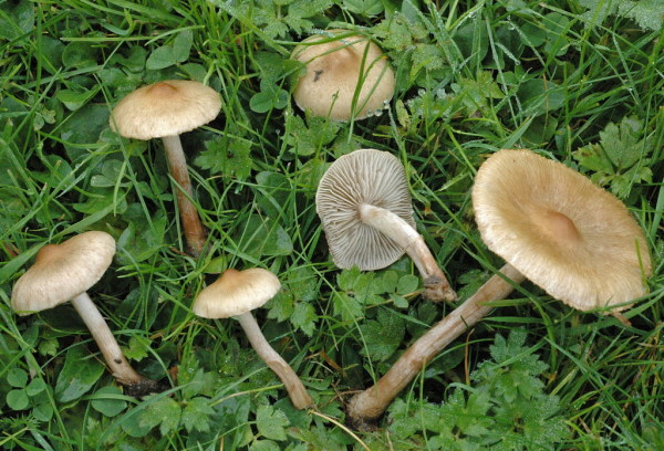 Dickfüssiger Risspilz-Inocybe curvipes